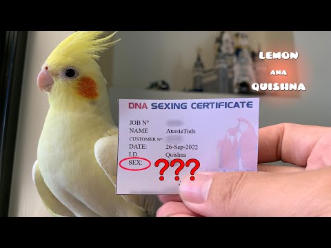 Revealing the Gender Mystery of Quishna - the Male Bird that "Lays" Eggs