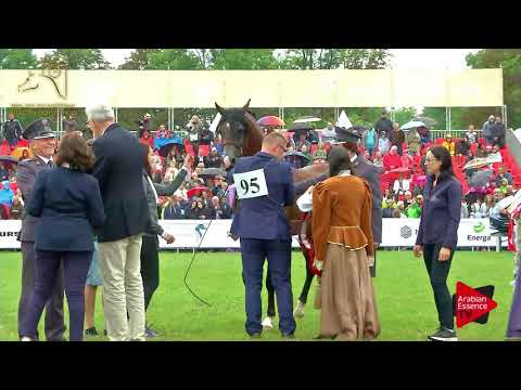 1ST PLACE N.95 POGROM - 2017 Pride Of Poland - Senior Stallions Championship (Class 15)