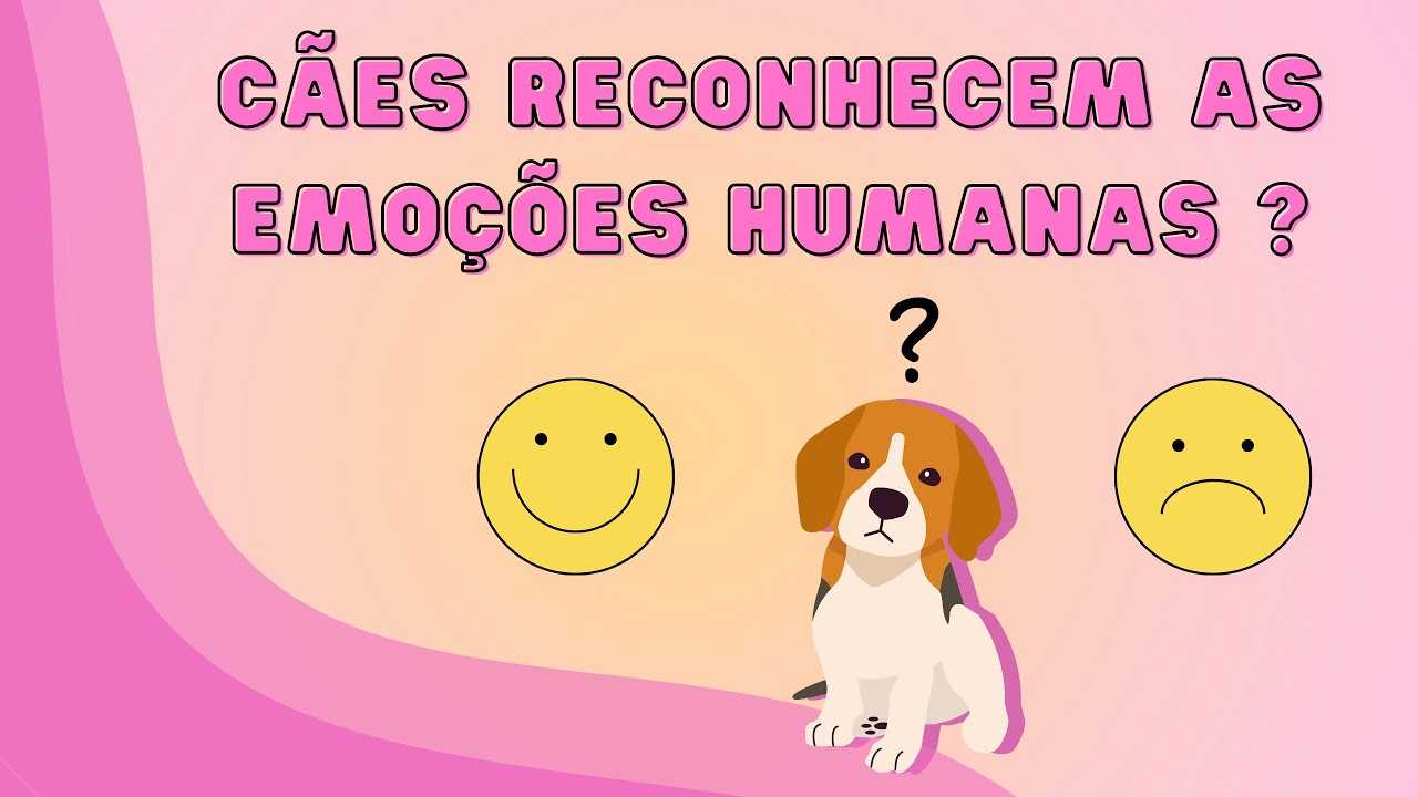 Por trás da ciência na USP: Cães reconhecem as emoções humanas ?