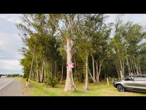 Chacra 3has sobre ruta 3 forestada 5´ de Trinidad Flores #chacras #inmobiliaria #realestate #uruguay