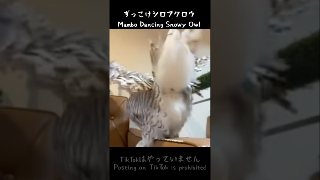 #379 Mambo Dancing Snowy Owlずっこけシロフクロウ #snowyowl #シロフクロウ #owl #フクロウカフェ