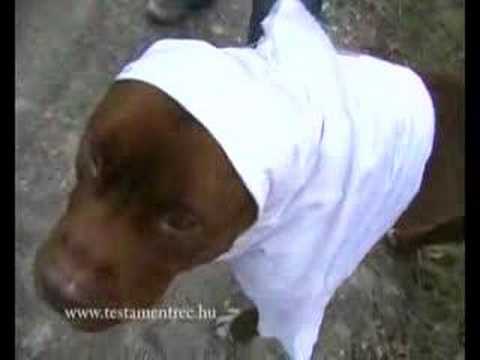 Testament Rec. - Nincs megállás [Werkfilm]