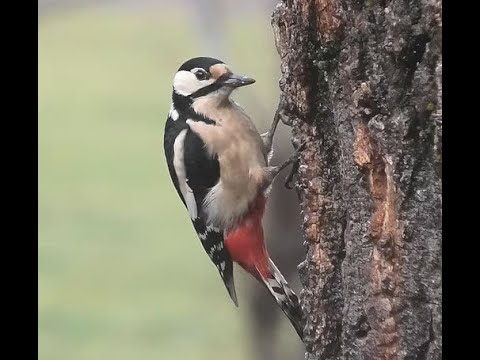 PICO PICAPINOS | GREAT SPOTTED WOODPECKER | Dendrocpos major