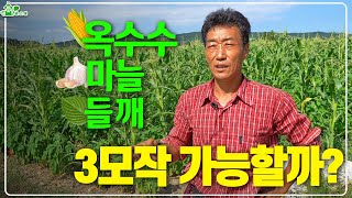 밭작물 3모작 가능할까?  ㅣ 농가의 수익을 높일 수 있는 방법 ㅣ옥수수, 들깨, 마늘