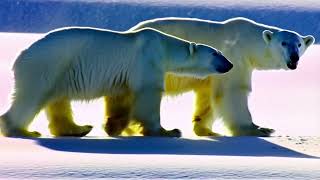 Loyal and majestic #creatorsearchinsights #aigenerated #polarbear #fyp #trending #ai