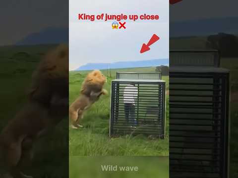 Löwenkäfig-Begegnung geht schief! 😨 #Shorts #Wildtiere