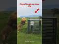 Lion Cage Encounter Gone WRONG! 😨 #Shorts #wildlife