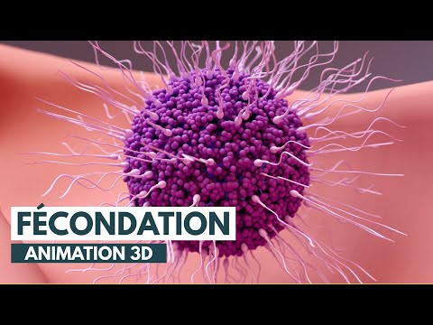 La Fécondation: Comment on Tombe Enceinte? | Animation 3D