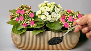 Geben Sie dies beim Umpflanzen unbedingt in die KALANCHOE-Erde, dann blüht sie für immer