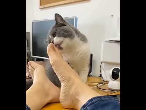 Baby Cats _ Cute and Funny Cat Videos Compilation #funny #animals  || Funny Animals With mohsin