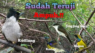 Download lagu Suara Pikat Kutilang Ribut Vs Burcil Sogon Korlap Jingjing Batu mp3 Download lagu Suara Pikat Kutilang Ribut Vs Burcil Sogon Korlap Jingjing Batu mp3