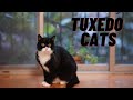 Why Tuxedo Cat Is The Best Pet For You