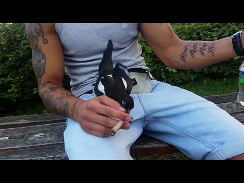 Bird Steals A Guy's Joint & Flies Away