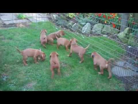 The Grietings and a play tunnel !!