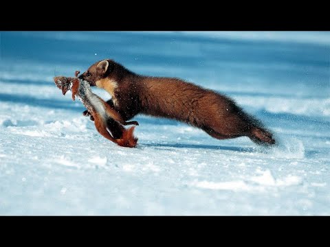 Momente, in denen Wiesel und Marder geradezu wilde Tiere sind