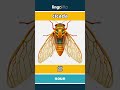 cicada - 蝉 video thumbnail