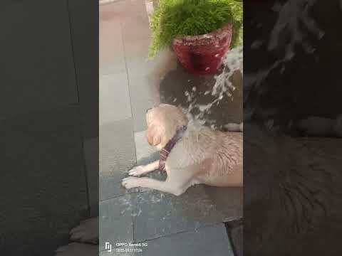 #ytshorts #youtubeshorts #shortvideo #shortsviral #dog
