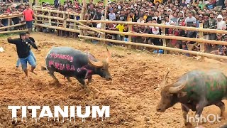 Download lagu Tedong Silaga Titanium Persiba vs Timoramo / Adu Kerbau / Buffalo Fights mp3