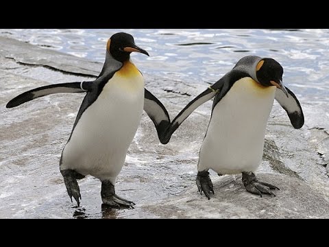 Bisexuality Is Surprisingly Common Among Animals Bisexuality Is Surprisingly Common Among Animals