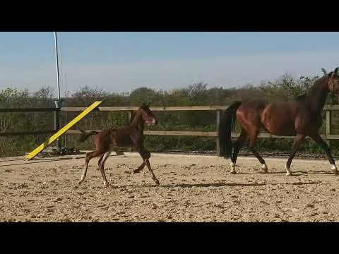 Hengstanwärter von Global Player x Franziskus -  Biotop