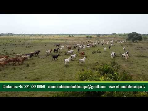06 MAR   CAP 1   GANADERÍA EXTENSIVA DE CALIDAD EN TAME ARAUCA TRES GENERACIONES   GANADERÍA GÓMEZ C