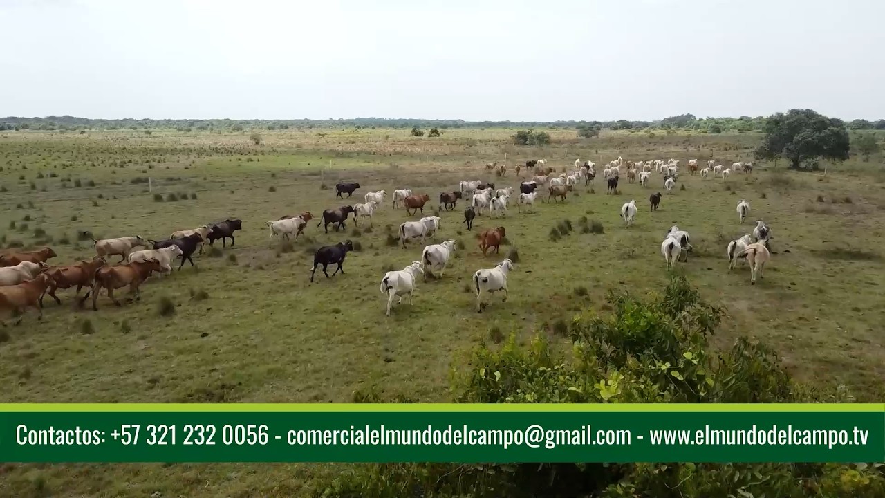 06 MAR   CAP 1   GANADERÍA EXTENSIVA DE CALIDAD EN TAME ARAUCA TRES GENERACIONES   GANADERÍA GÓMEZ C