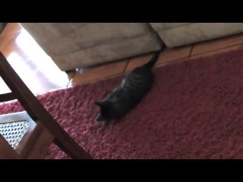 Narciso, o gato emergente.