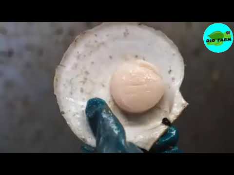Modern Scallop Fishing Vessel and Hundreds Tons of Scallop Processing | Modern Farming