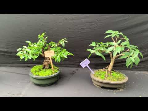 5th Bonsai Show 2022 at Aijal Club Park