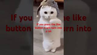 #cat