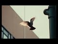 Open video