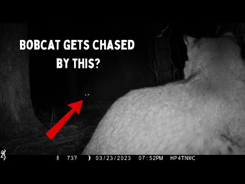 My Top 10 Trail camera videos!  #trailcamera  #animals #nature