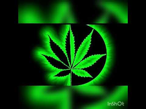 GANJA MARIJUANA, SEM A PLANTA