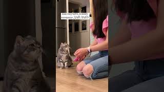 Как научить кошку команде ДАЙ ЛАПУ с помощью кликера