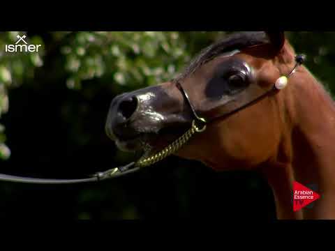 Strohen 2018 C Show - Class 4