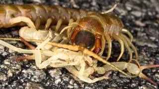 Knife Party VS Nero: Scorpions and Centipedes