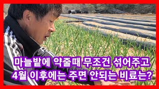 마늘밭 약줄때 무조건 섞어주고 4월이후 주면 안되는 비료는?  마늘추비시기,운거름시기 마늘살균제 살충제 귀농…
