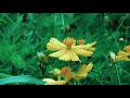Monsoon Natural Video Flower Rain Butterfly