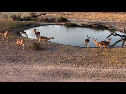 Djuma: Impala herd - 16:50- 08/21/18