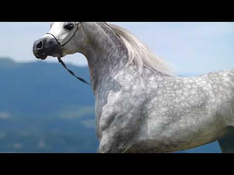 Arabian Horse Magazine -D Ajayeb ok