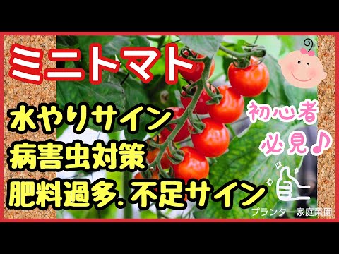 トマトのコーヒー粉の量はどれくらいですか?収穫量を向上させる最適な肥料  庭園