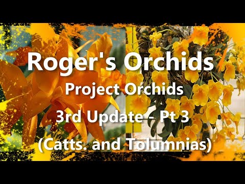 Project Orchids 3rd Update Pt 3 - Catts. and Tolumnias