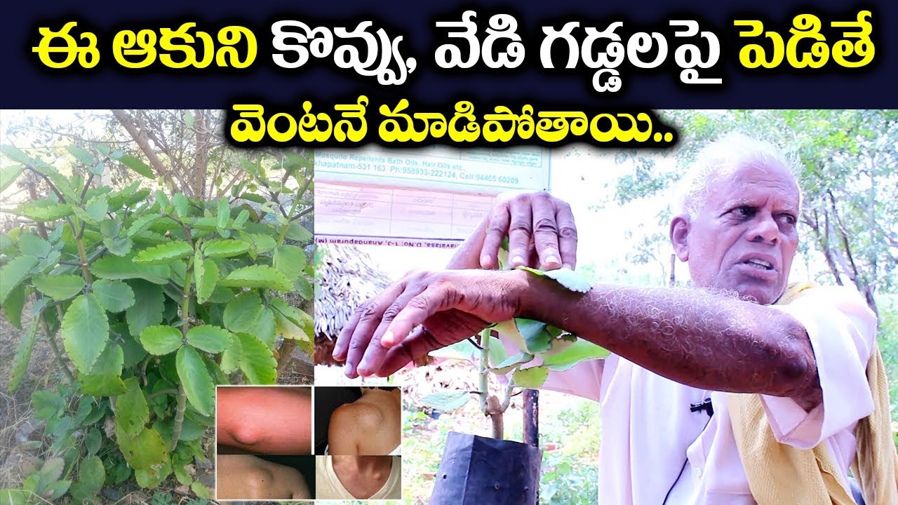 ఈ ఆకుని కొవ్వు, వేడి గడ్డలపై పెడితే వెంటనే మాడిపోతాయి| RANAPALA Plant uses in Telugu | Ranapala Aaku