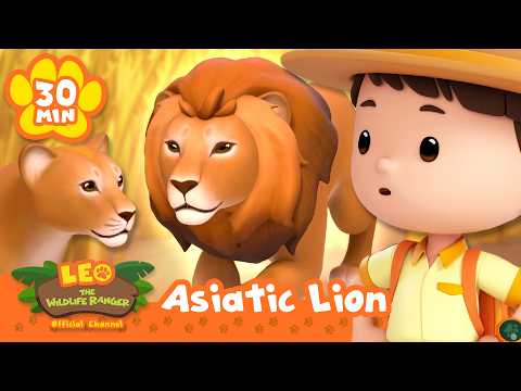 SAVE THE ASIATIC LIONS FROM BEING TRAPPED! | Leo the Wildlife Ranger | Learning Animal Cartoons - Kids TV Series, Kingdom Kids Zone - Leo the Wildlife Ranger - Official Channel