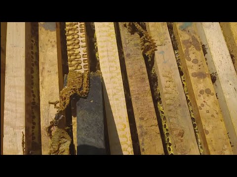 Pcelarstvo. Ispod maticne rešetke uvek ima propolisa