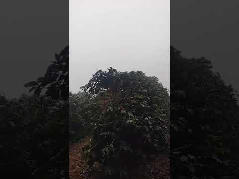 Apreciando uns belíssimos cafezais na zona rural de Cabo Verde#minasgeraisbrasil#vidanaroca#fazenda