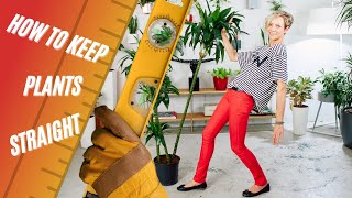 How To Keep Plants Straight I Corn, Yucca, Dracaena 📐🌱