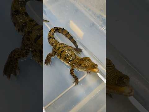 A Baby Crocodile’s First Conversation! #gatorland #crocodile #babyanimals
