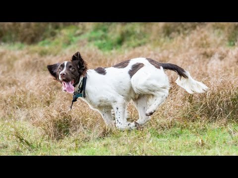 The Role of English Springer Spaniels in Wildlife Conservation