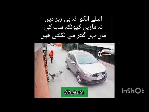 Stray dogs deserve compassion, care, and respect, just like any other living being.💞💞👍